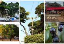 MANEJO URBANO: Palmas atualiza regras para poda de árvores e proíbe espécies invasoras