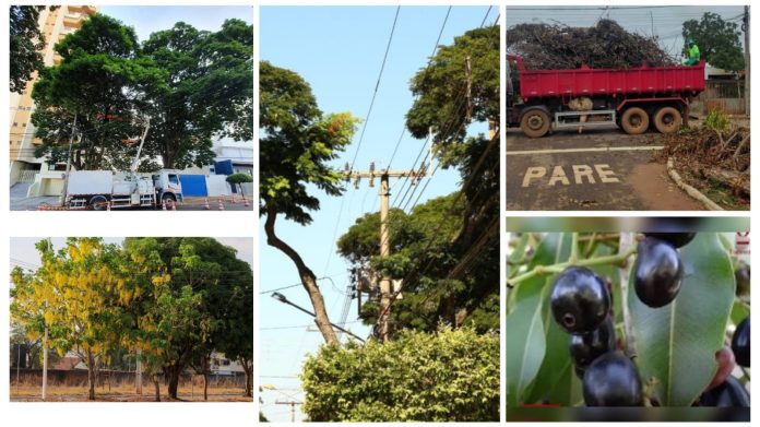 Poda de arvores palmas 2026_01